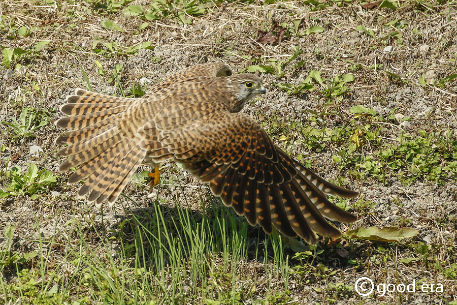 チョウゲンボウ♀餌取