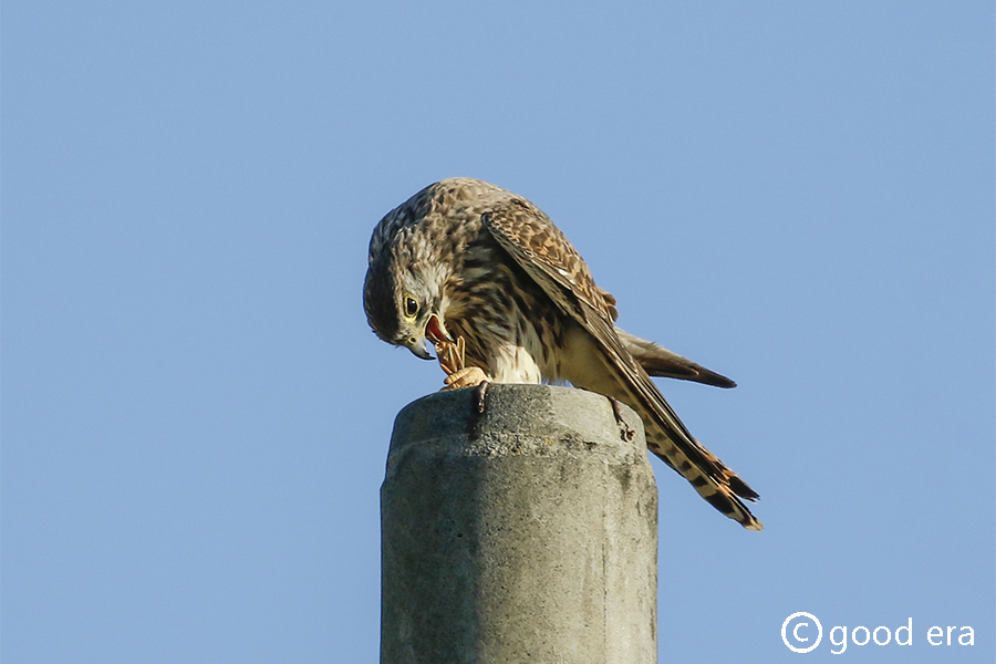 チョウゲンボウ♀餌食