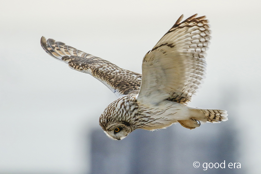 コミミズク飛翔