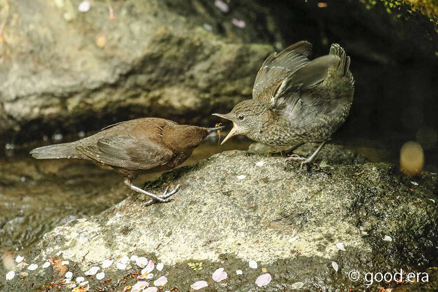 カワガラス親子