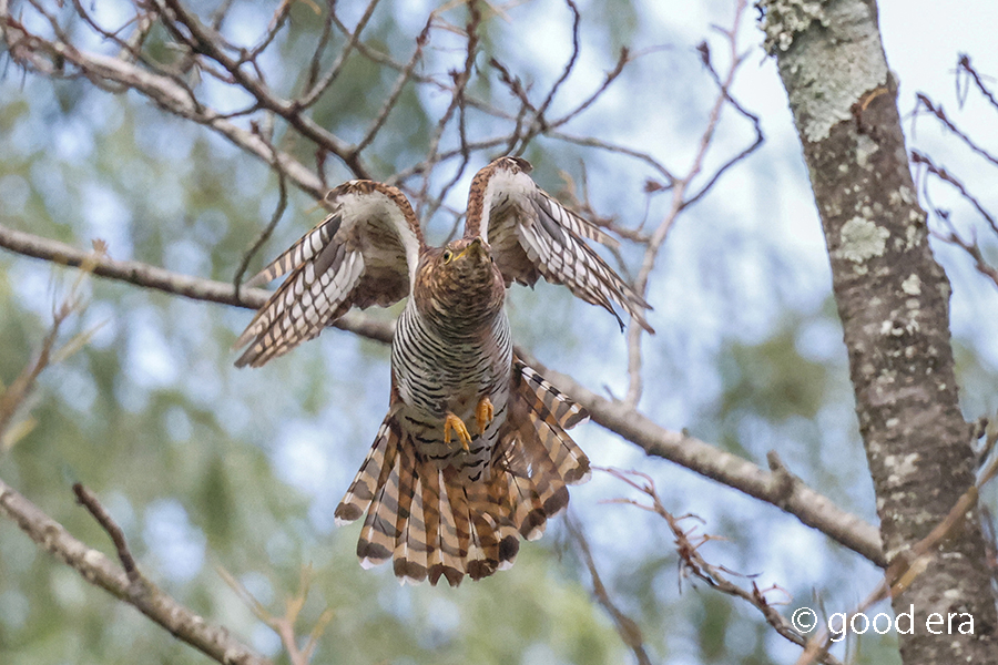 赤ツツドリ♀