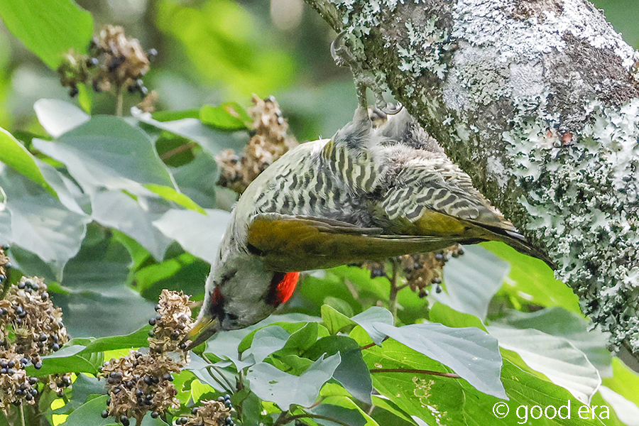 アオゲラ♀