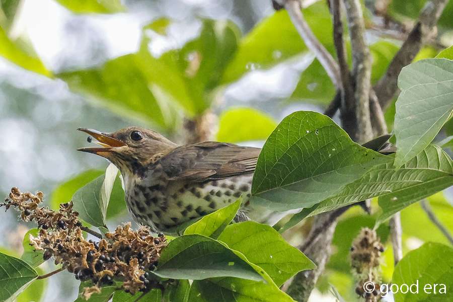 クロツグミ♀