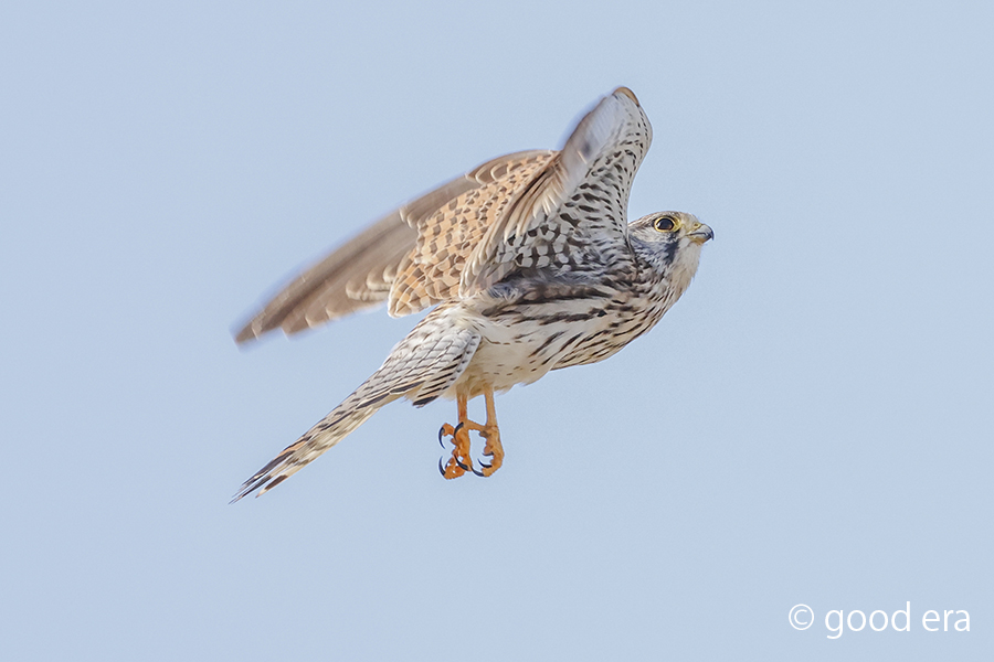 チョウゲンボウ♀飛