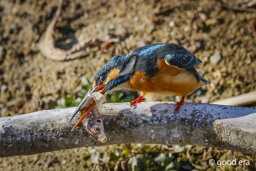 キビタキ