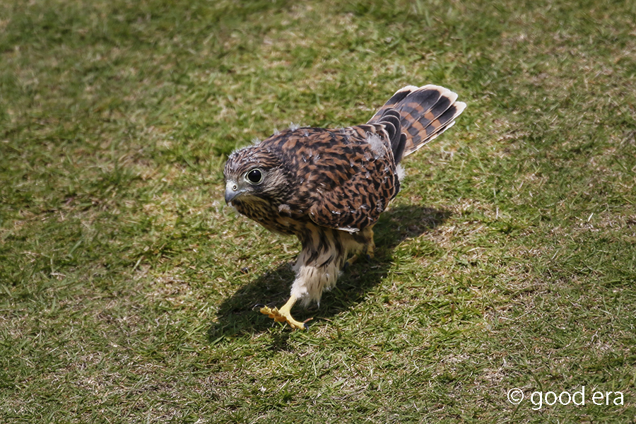 チョウゲンボウ